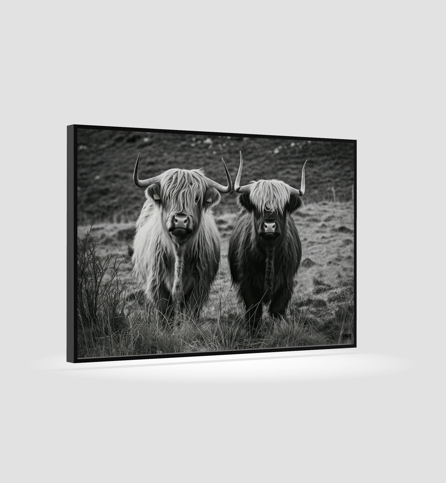 Highland Cows Black and White Canvas Art