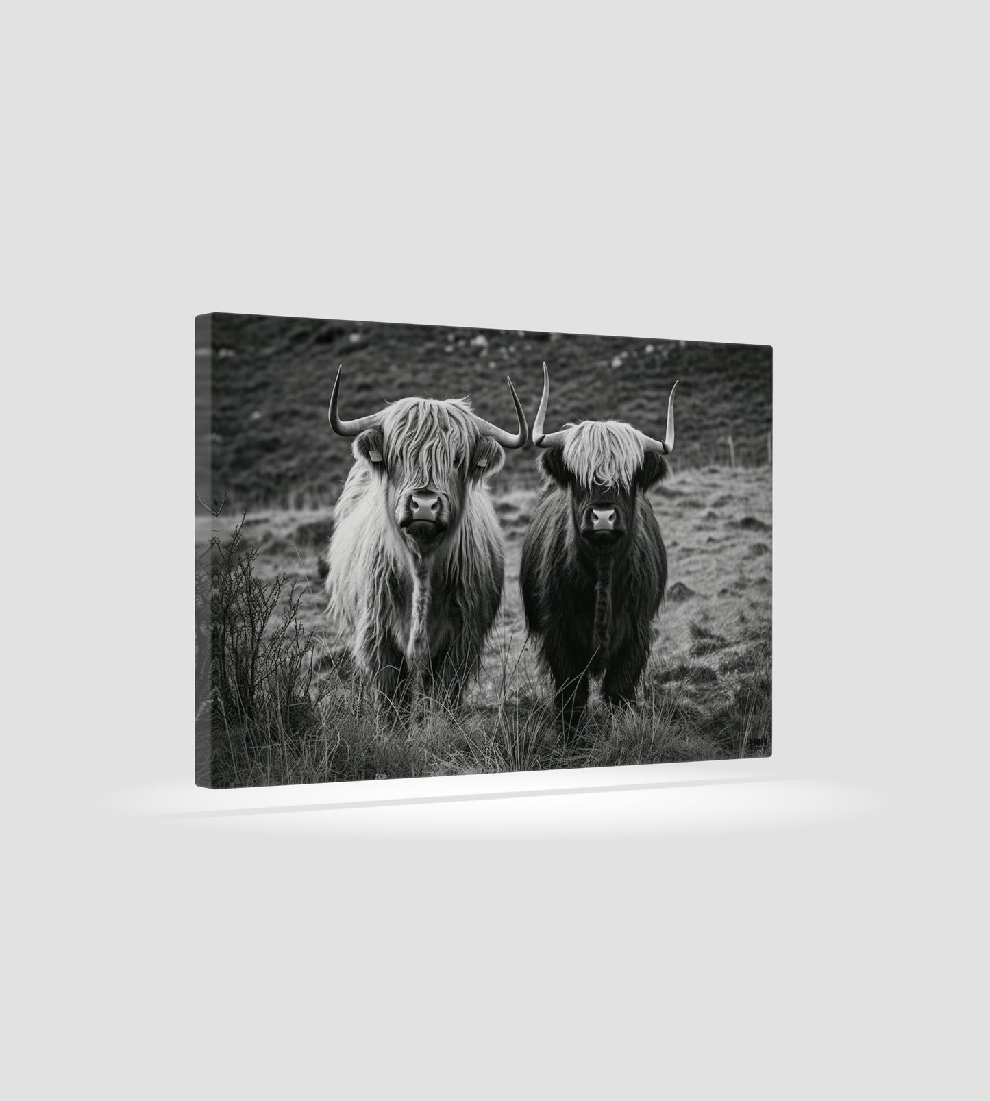 Highland Cows Black and White Canvas Art